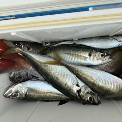 5月 6日（水）午前便・アジ釣りの写真その11