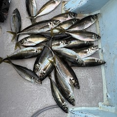 5月 6日（水）午前便・アジ釣りの写真その12