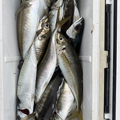 5月 6日（水）午後便・アジ釣りの写真その7