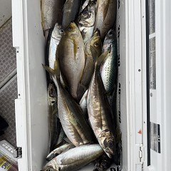 5月 6日（水）午後便・アジ釣りの写真その8