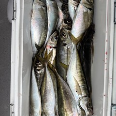 5月 6日（水）午後便・アジ釣りの写真その9