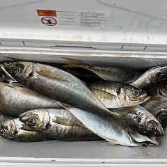 5月 6日（水）午後便・アジ釣りの写真その10