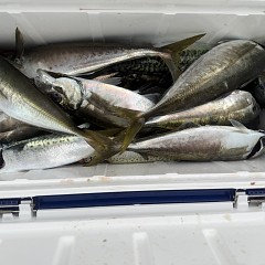 5月 6日（水）午後便・アジ釣りの写真その12