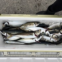 5月 6日（水）午後便・アジ釣りの写真その8