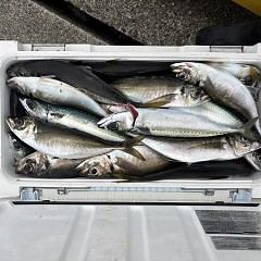 5月 6日（水）午後便・アジ釣りの写真その9
