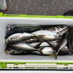 5月 6日（水）午後便・アジ釣りの写真その10