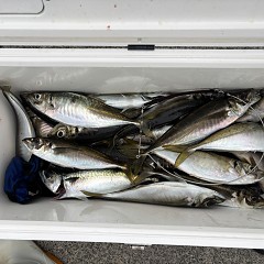 5月 6日（水）午後便・アジ釣りの写真その11