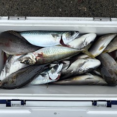 5月 6日（水）午前便・アジ釣りの写真その8