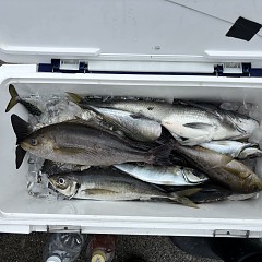 5月 6日（水）午前便・アジ釣りの写真その9