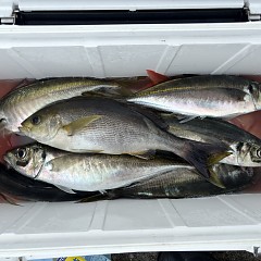 5月 6日（水）午前便・アジ釣りの写真その10