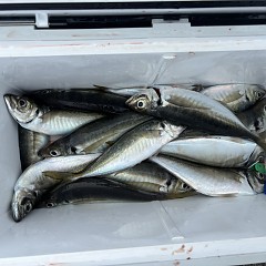 5月 6日（水）午前便・アジ釣りの写真その11