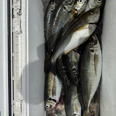 5月 7日（木）午前便・アジ釣りの写真その5