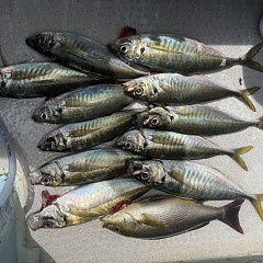 5月 7日（木）午前便・アジ釣りの写真その6