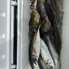 5月 7日（木）午前便・アジ釣りの写真その7