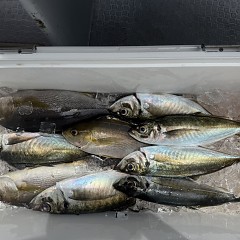 5月 7日（木）午前便・アジ釣りの写真その8