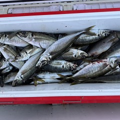 5月 7日（木）午後便・アジ釣りの写真その7