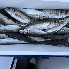 5月 7日（木）午後便・アジ釣りの写真その8