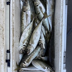 5月 7日（木）午後便・アジ釣りの写真その9