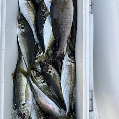 5月 7日（木）午後便・アジ釣りの写真その11