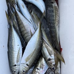 5月 7日（木）午後便・アジ釣りの写真その12