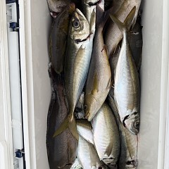 5月 8日（金）午前、午後・アジ釣りの写真その7
