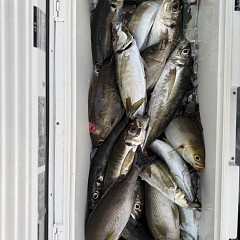 5月 8日（金）午前、午後・アジ釣りの写真その8