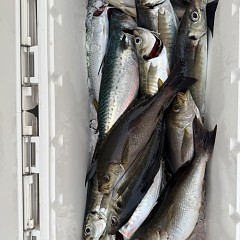 5月 8日（金）午前、午後・アジ釣りの写真その9