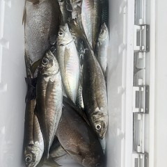 5月 8日（金）午前、午後・アジ釣りの写真その10