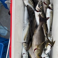 5月 8日（金）午前、午後・アジ釣りの写真その12