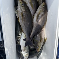 5月 9日（土）午前、午後・アジ釣りの写真その7