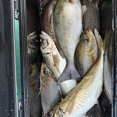 5月 9日（土）午前、午後・アジ釣りの写真その9