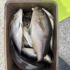 5月 9日（土）午前、午後・アジ釣りの写真その11
