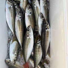 5月 10日（日）午前、午後アジ釣りの写真その9