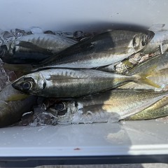 5月 10日（日）午前、午後アジ釣りの写真その10