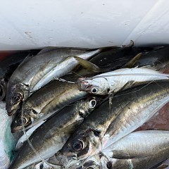 5月 10日（日）午前、午後アジ釣りの写真その11