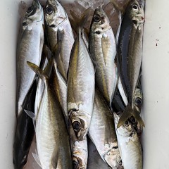 5月 10日（日）午前、午後アジ釣りの写真その12