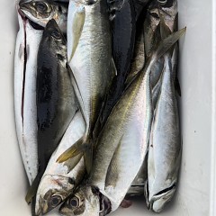 5月 13日（水）午後便・アジ釣りの写真その6