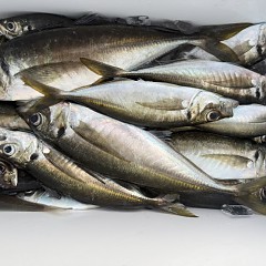 5月 13日（水）午後便・アジ釣りの写真その7