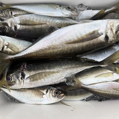 5月 13日（水）午後便・アジ釣りの写真その8