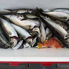 5月 13日（水）午後便・アジ釣りの写真その9