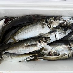 5月 13日（水）午後便・アジ釣りの写真その10
