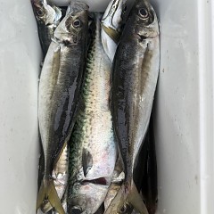 5月 13日（水）午後便・アジ釣りの写真その11