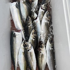 5月 13日（水）午後便・アジ釣りの写真その12