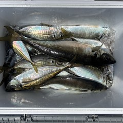 5月13日（水）午前便・アジ釣りの写真その4
