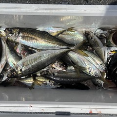 5月13日（水）午前便・アジ釣りの写真その5