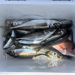 5月13日（水）午前便・アジ釣りの写真その6