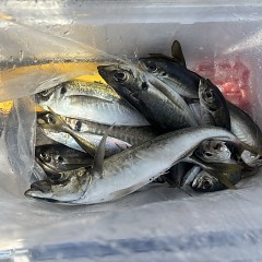5月13日（水）午前便・アジ釣りの写真その7