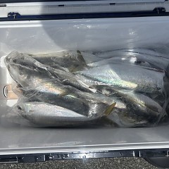 5月13日（水）午前便・アジ釣りの写真その8