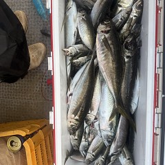 5月 14日（木）午後便・アジ釣りの写真その9
