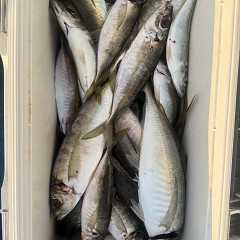 5月 14日（木）午後便・アジ釣りの写真その10